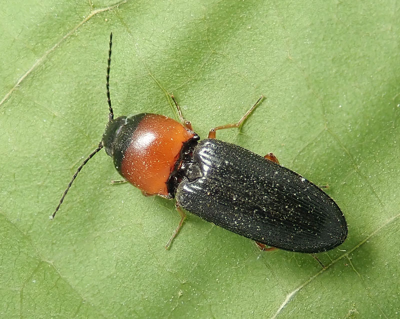 Elateridae: Cardiophorus anticus ? Sì.